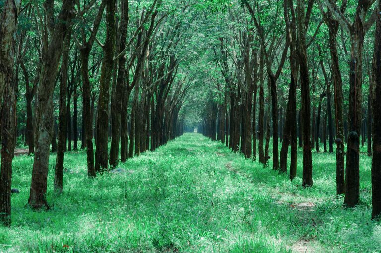 Beginner Guide to Mindful Walking: Embrace Calm in Every Step